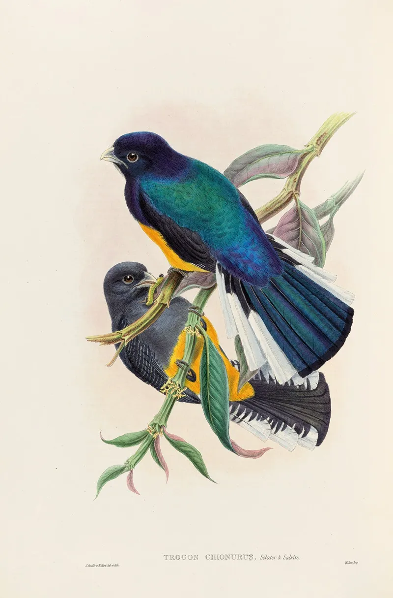 A Monograph Of The Trogonidae Or Family Of Trogons Pl 30 Wall Art by John Gould - High-Resolution Digital Print