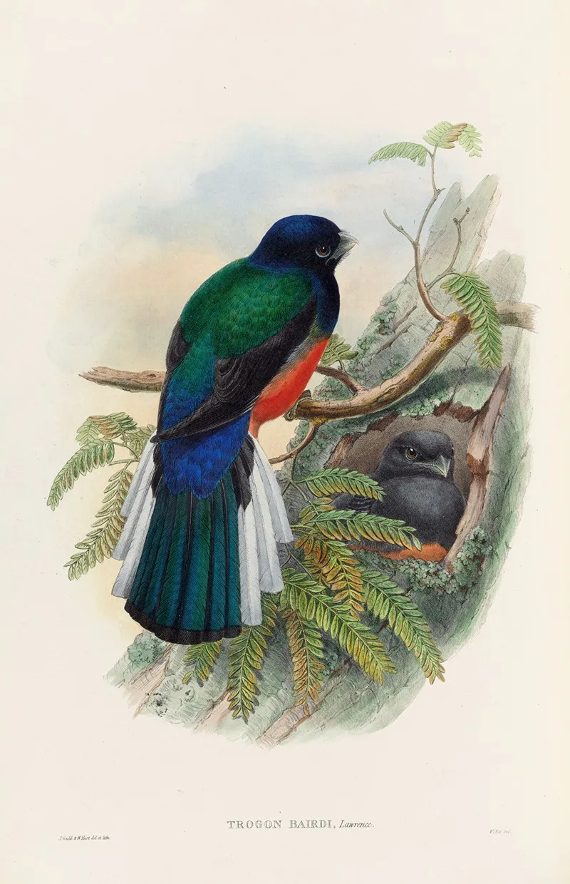 A Monograph Of The Trogonidae Or Family Of Trogons Pl 31 Wall Art by John Gould - High-Resolution Digital Print