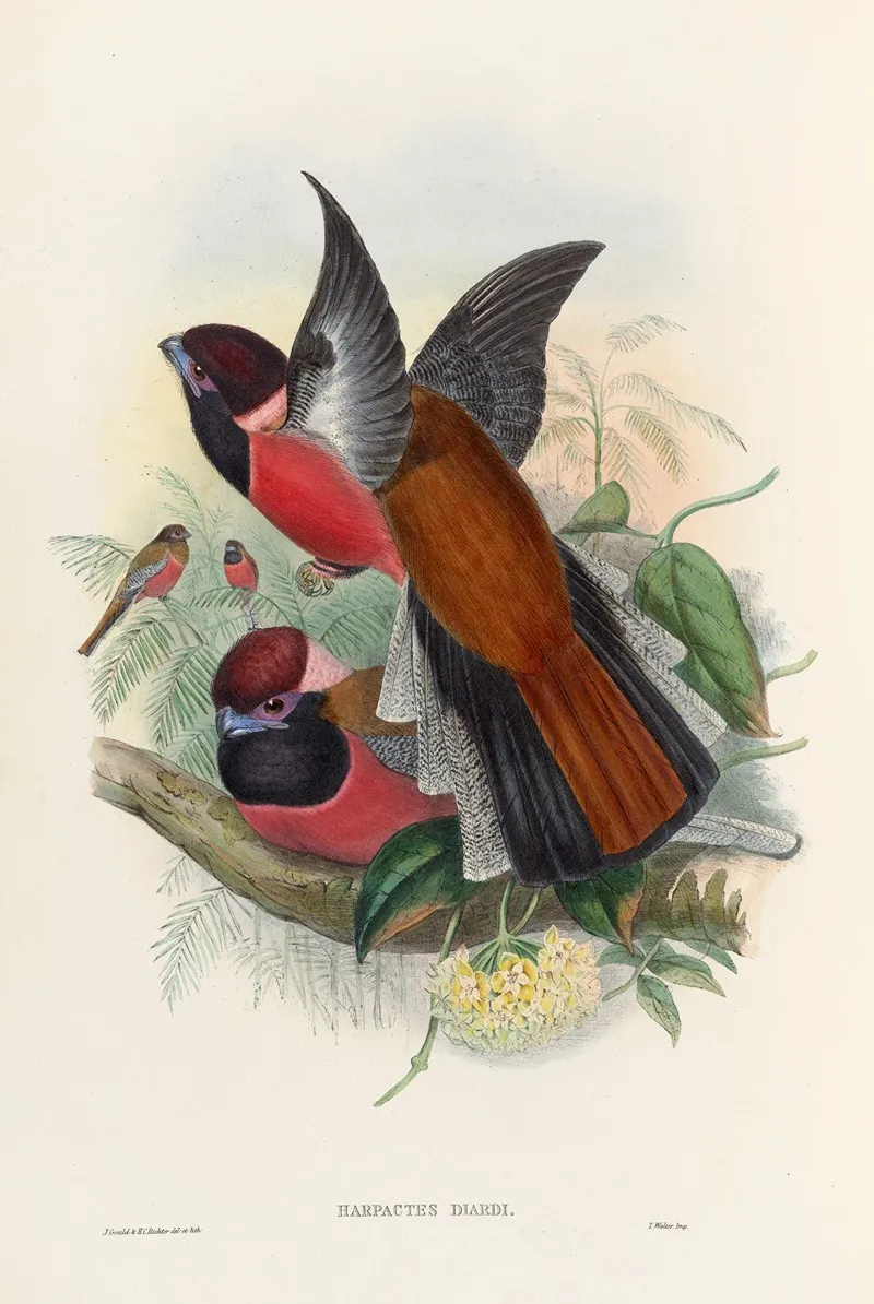 A Monograph Of The Trogonidae Or Family Of Trogons Pl 34 Wall Art by John Gould - High-Resolution Digital Print