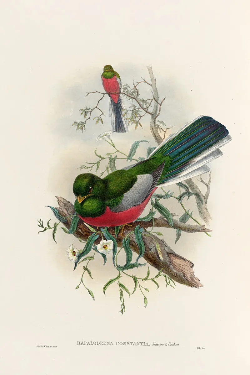 A Monograph Of The Trogonidae Or Family Of Trogons Pl 37 Wall Art by John Gould - High-Resolution Digital Print