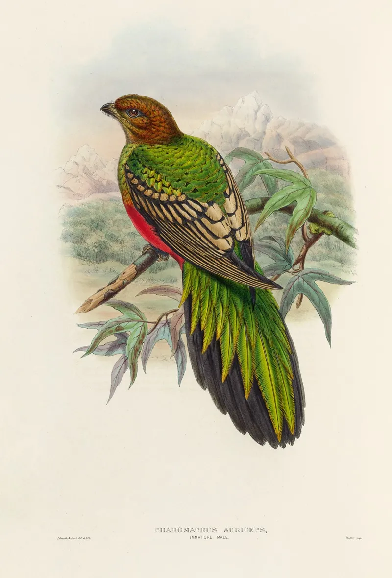 A Monograph Of The Trogonidae Or Family Of Trogons Pl 38 Wall Art by John Gould - High-Resolution Digital Print