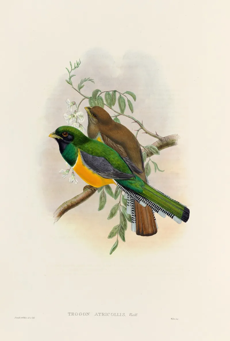 A Monograph Of The Trogonidae Or Family Of Trogons Pl 40 Wall Art by John Gould - High-Resolution Digital Print