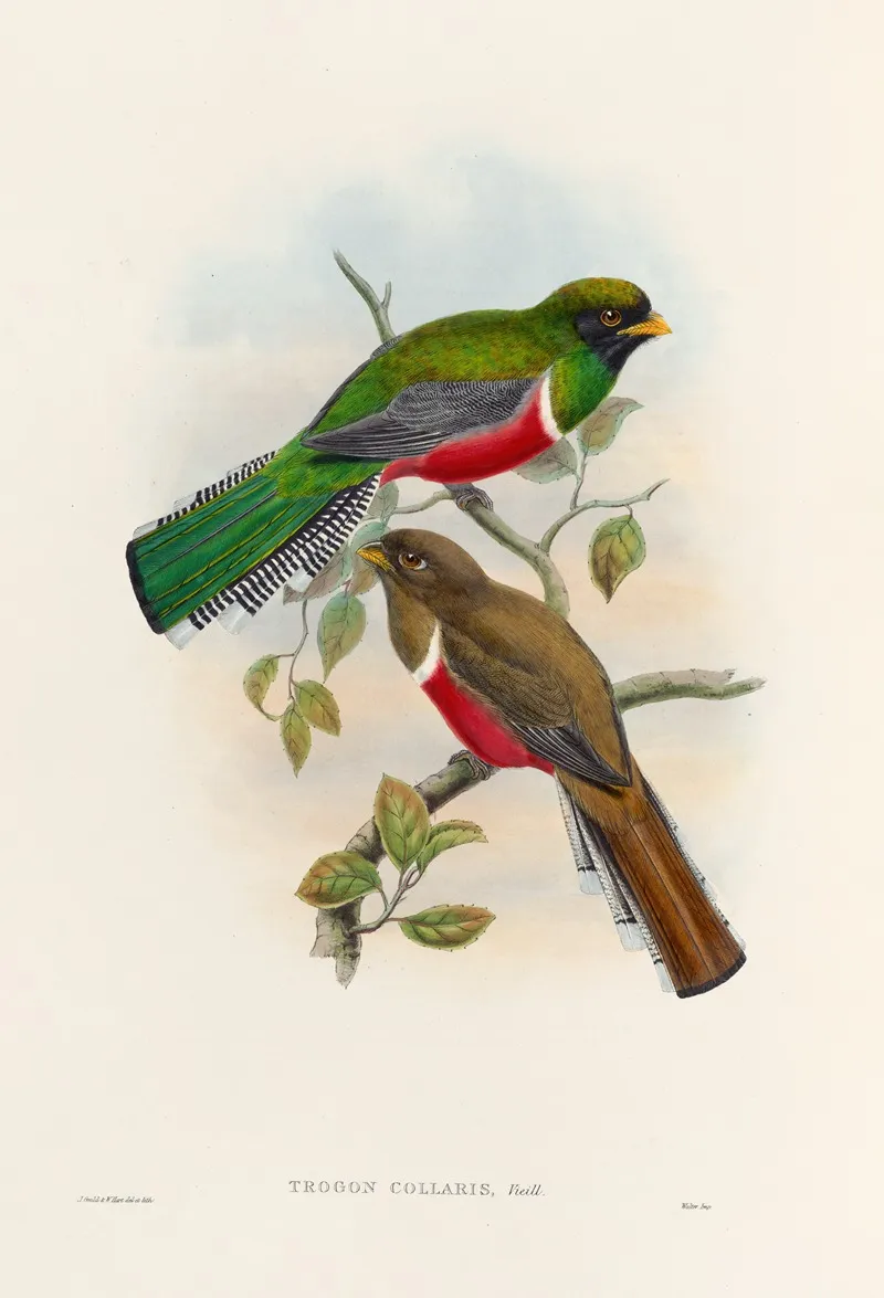A Monograph Of The Trogonidae Or Family Of Trogons Pl 41 Wall Art by John Gould - High-Resolution Digital Print