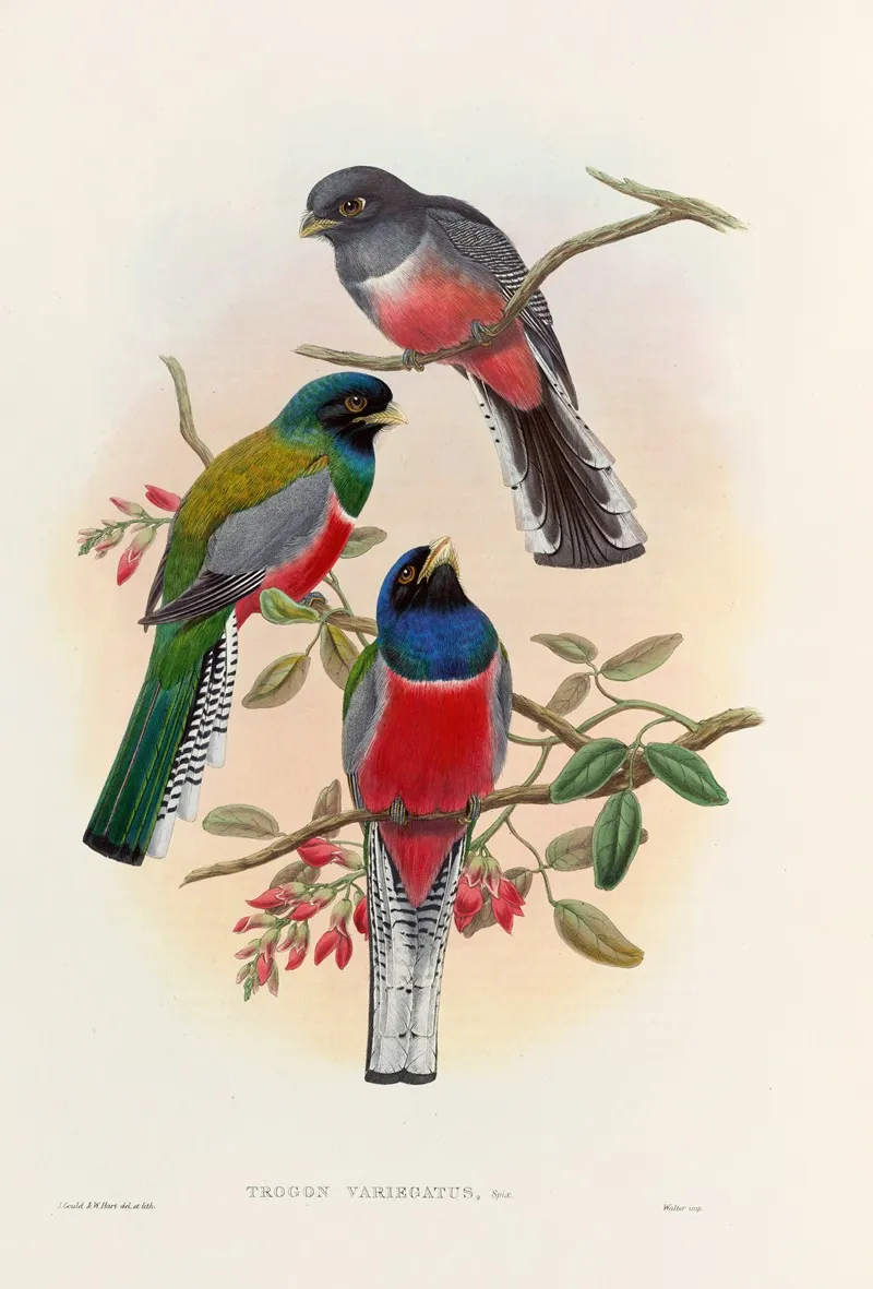 A Monograph Of The Trogonidae Or Family Of Trogons Pl 42 Wall Art by John Gould - High-Resolution Digital Print