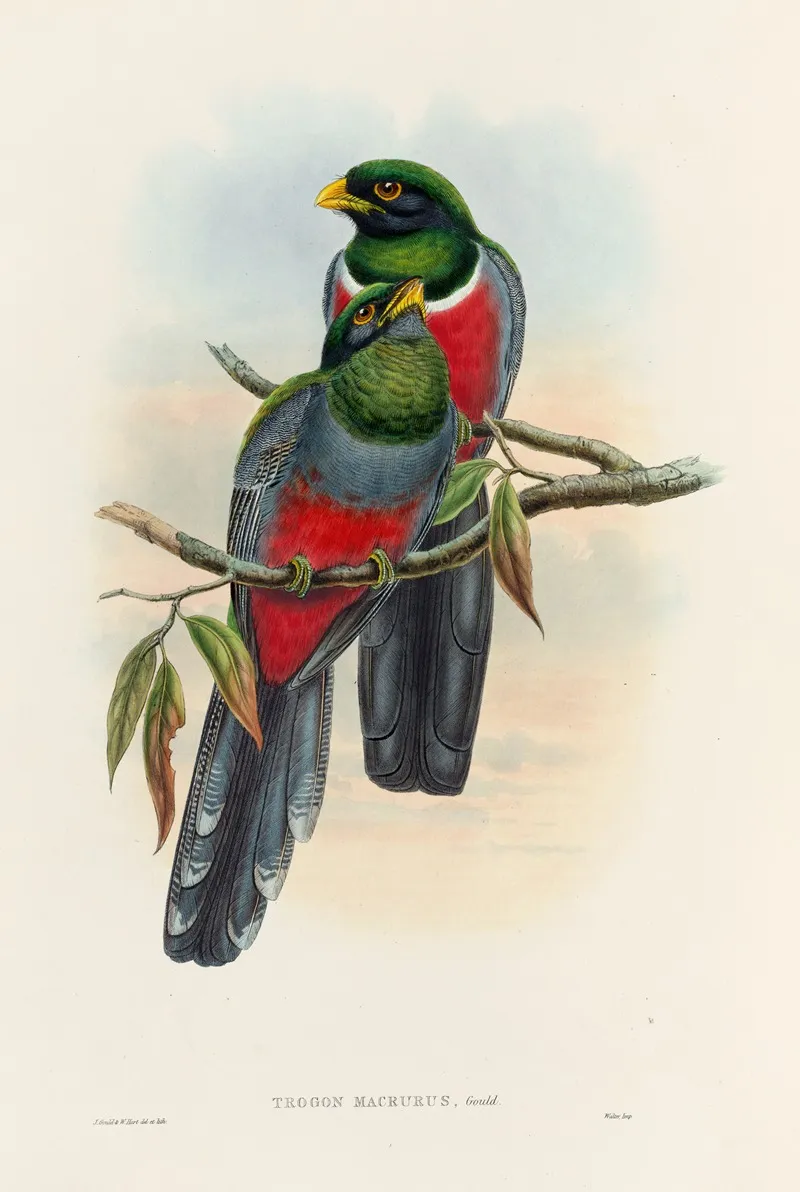 A Monograph Of The Trogonidae Or Family Of Trogons Pl 44 Wall Art by John Gould - High-Resolution Digital Print