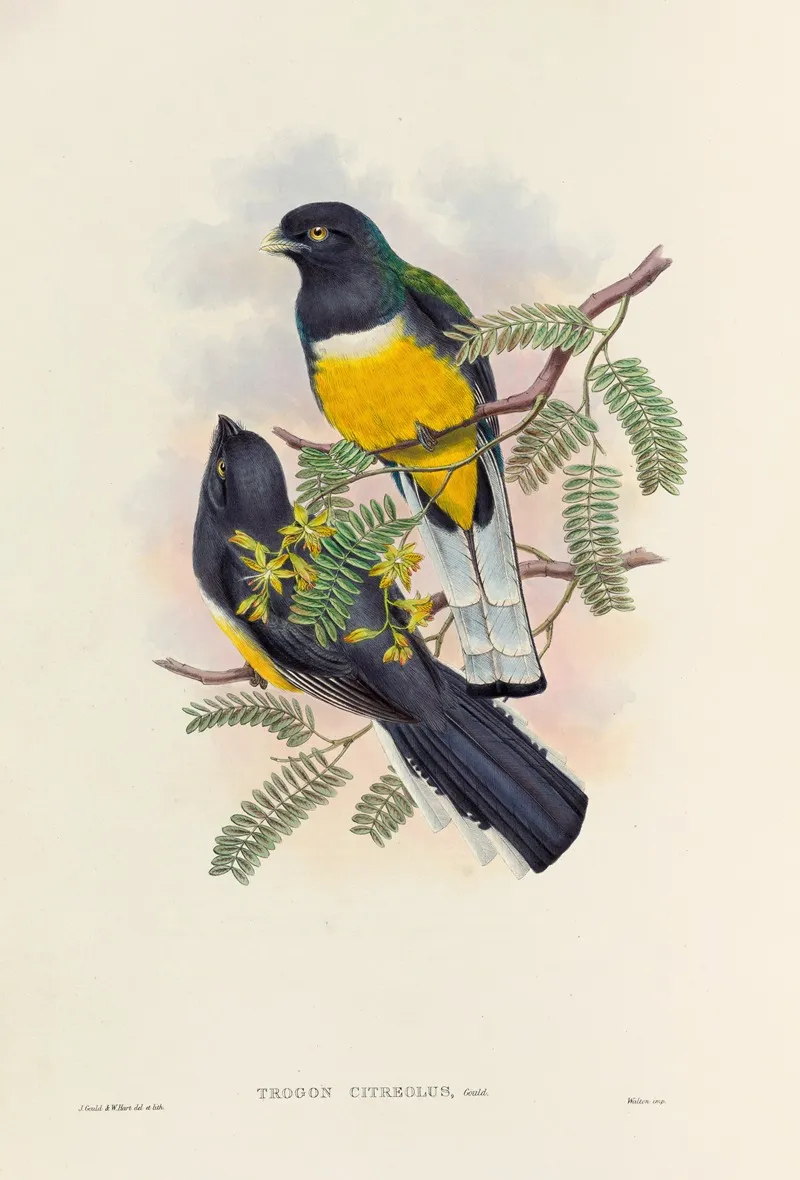 A Monograph Of The Trogonidae Or Family Of Trogons Pl 45 Wall Art by John Gould - High-Resolution Digital Print