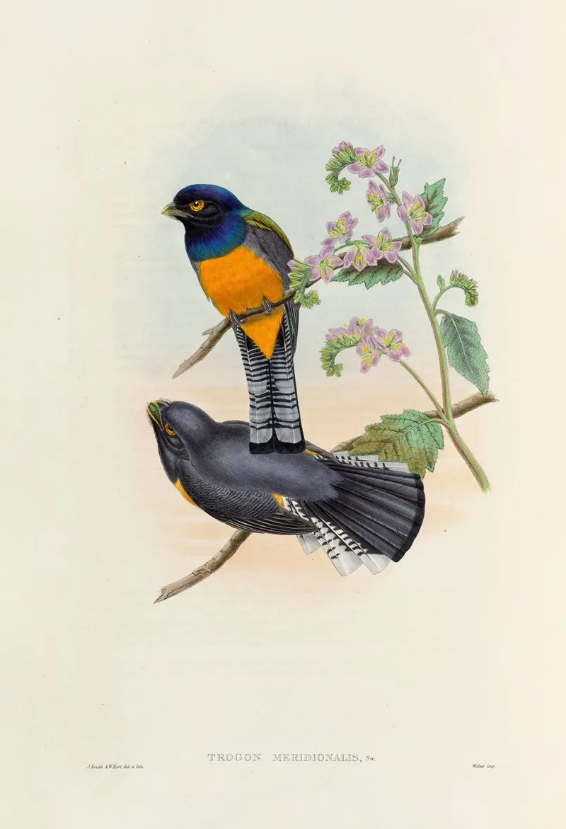 A Monograph Of The Trogonidae Or Family Of Trogons Pl 46 Wall Art by John Gould - High-Resolution Digital Print
