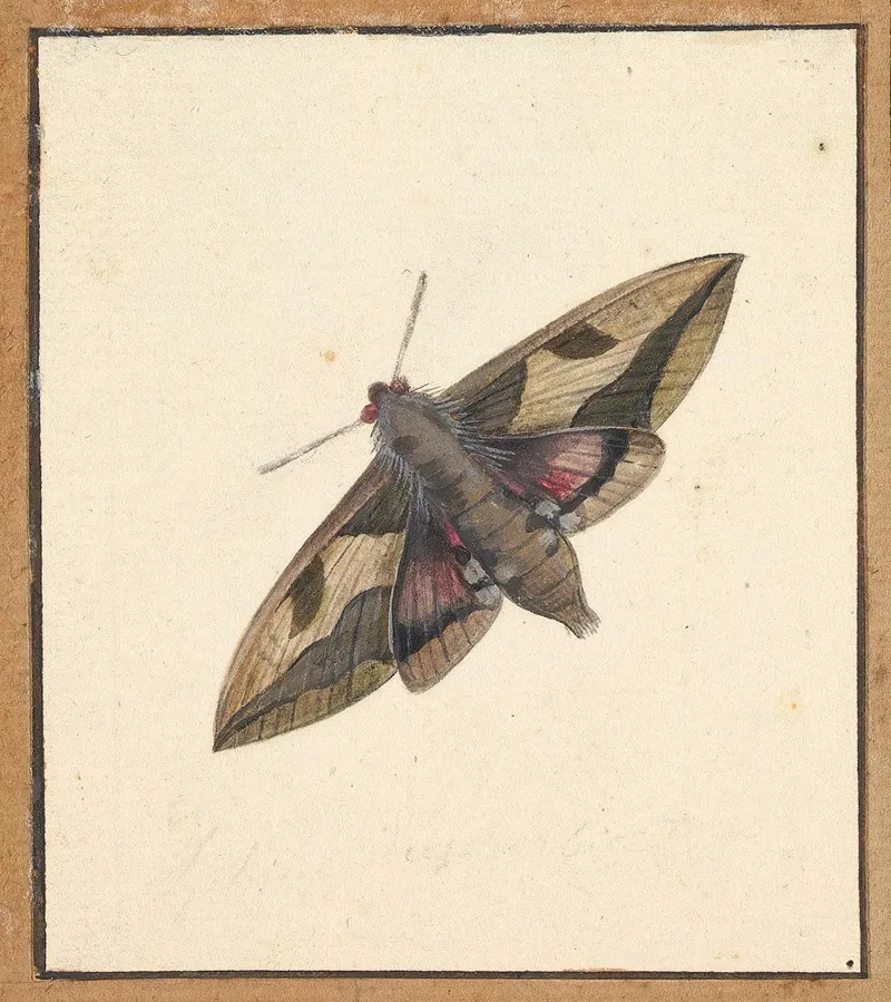 A Moth 2 Wall Art by Nicolaas Struyk - High-Resolution Digital Print