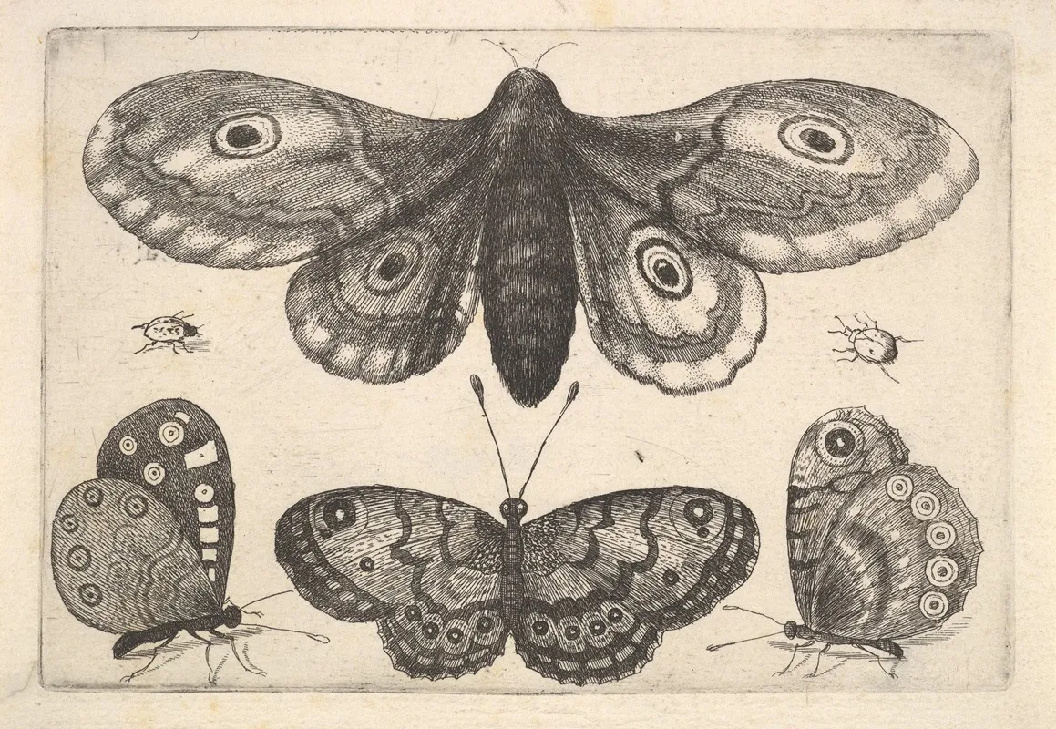 A Moth Three Butterflies And Two Beetles
