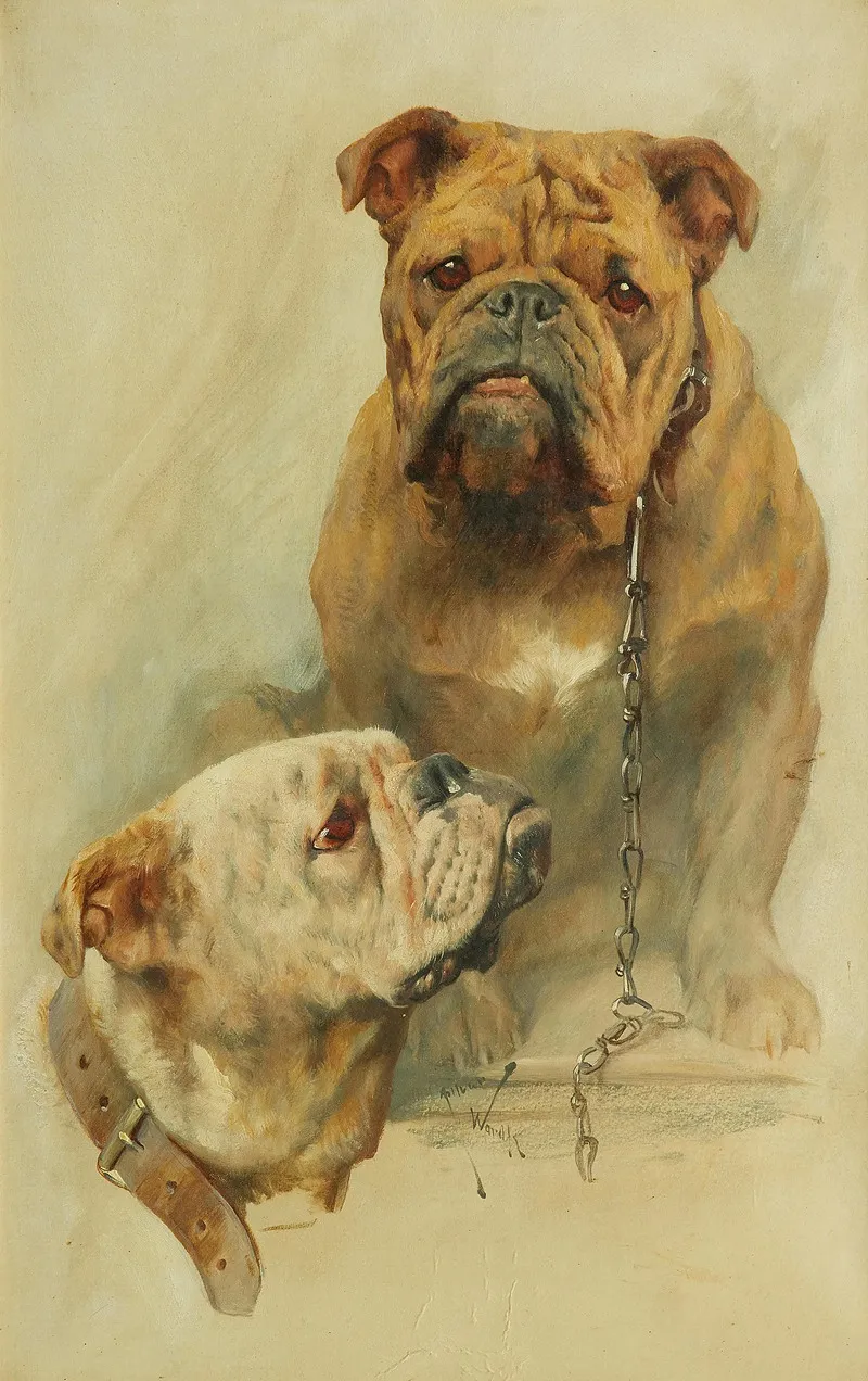 A Pair Of Bulldogs One With A Chain