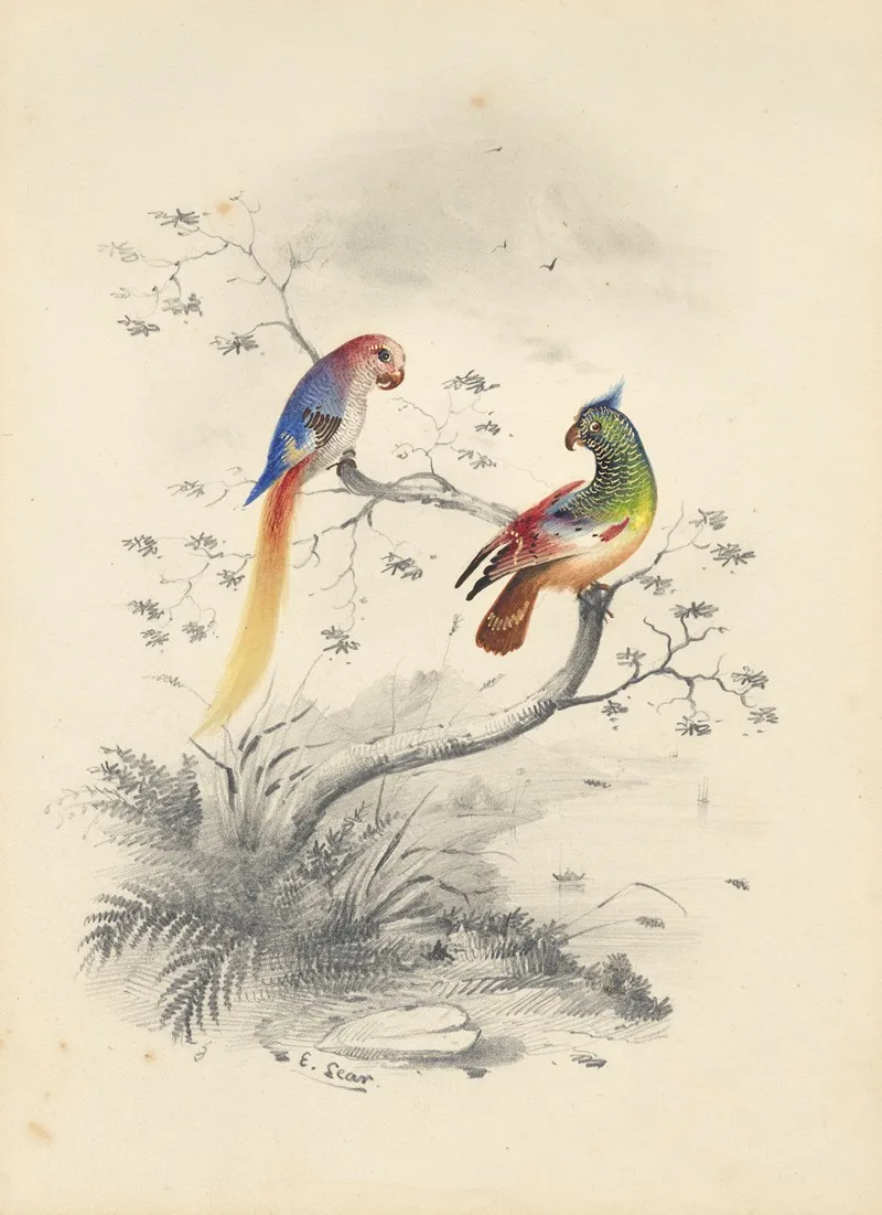 A Pair Of Parrots