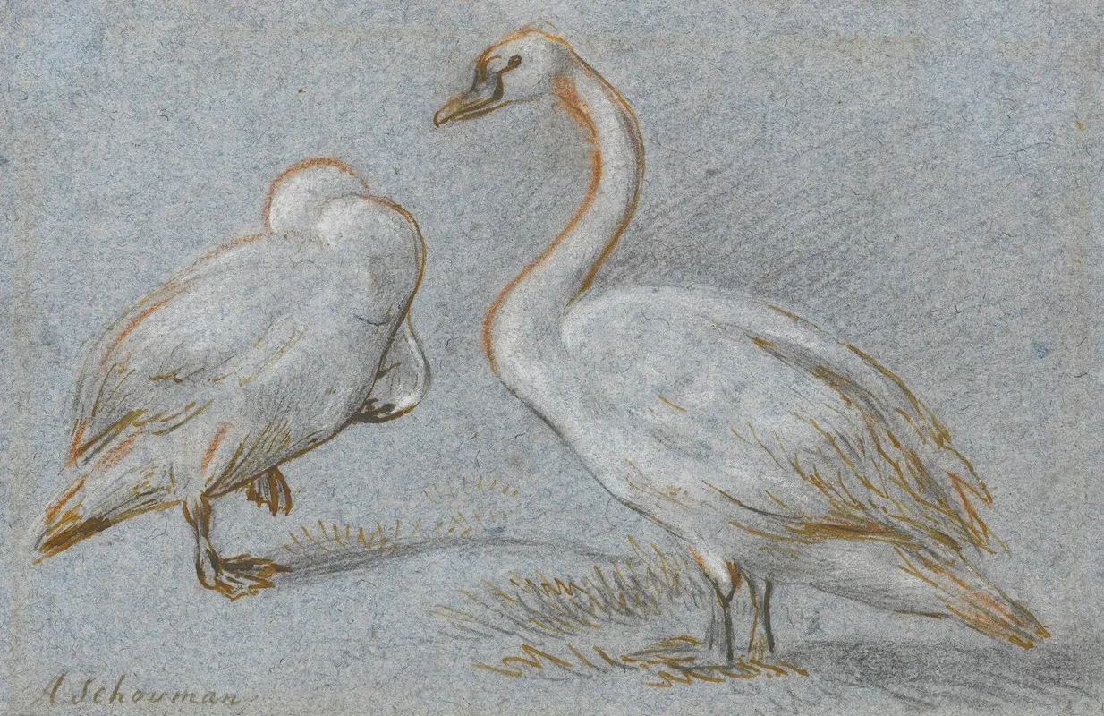 A Pair Of Standing Swans One Preening Wall Art by Aert Schouman - High-Resolution Digital Print