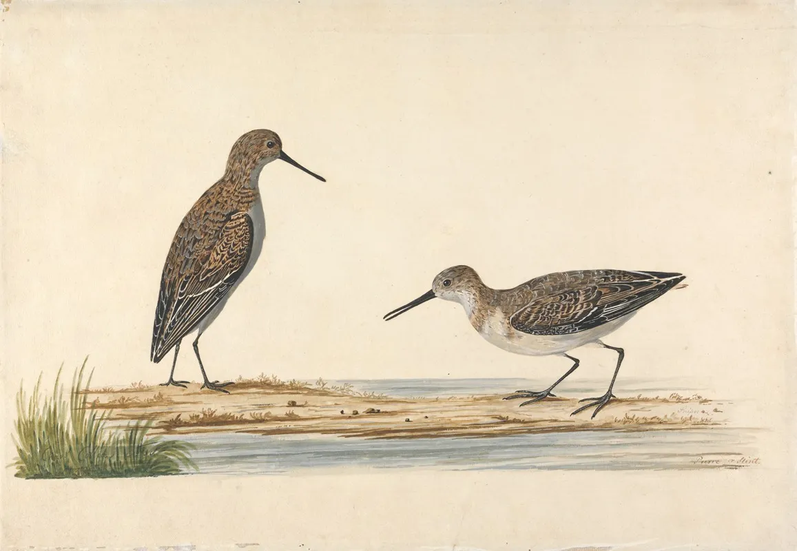 A Pair Of Stints Wall Art by Charles Collins - High-Resolution Digital Print