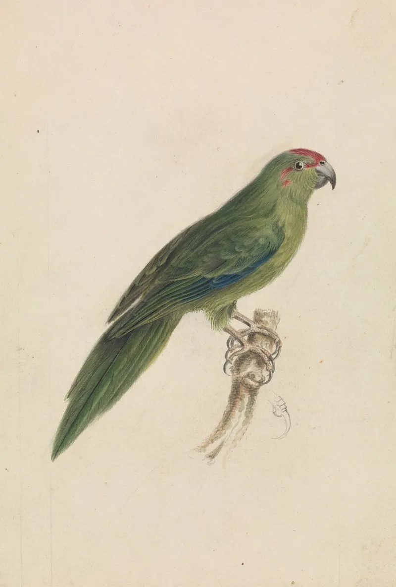 A Parrot 5 Wall Art by James de Carle Sowerby - High-Resolution Digital Print