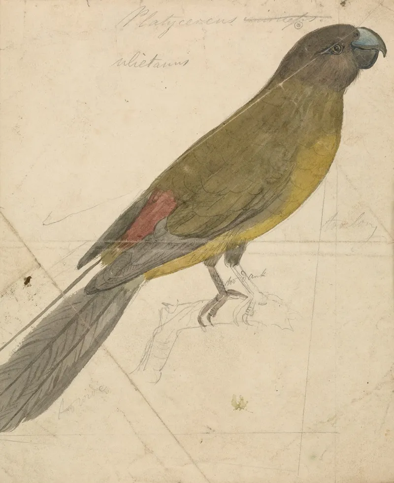 A Parrot 6 Wall Art by James de Carle Sowerby - High-Resolution Digital Print