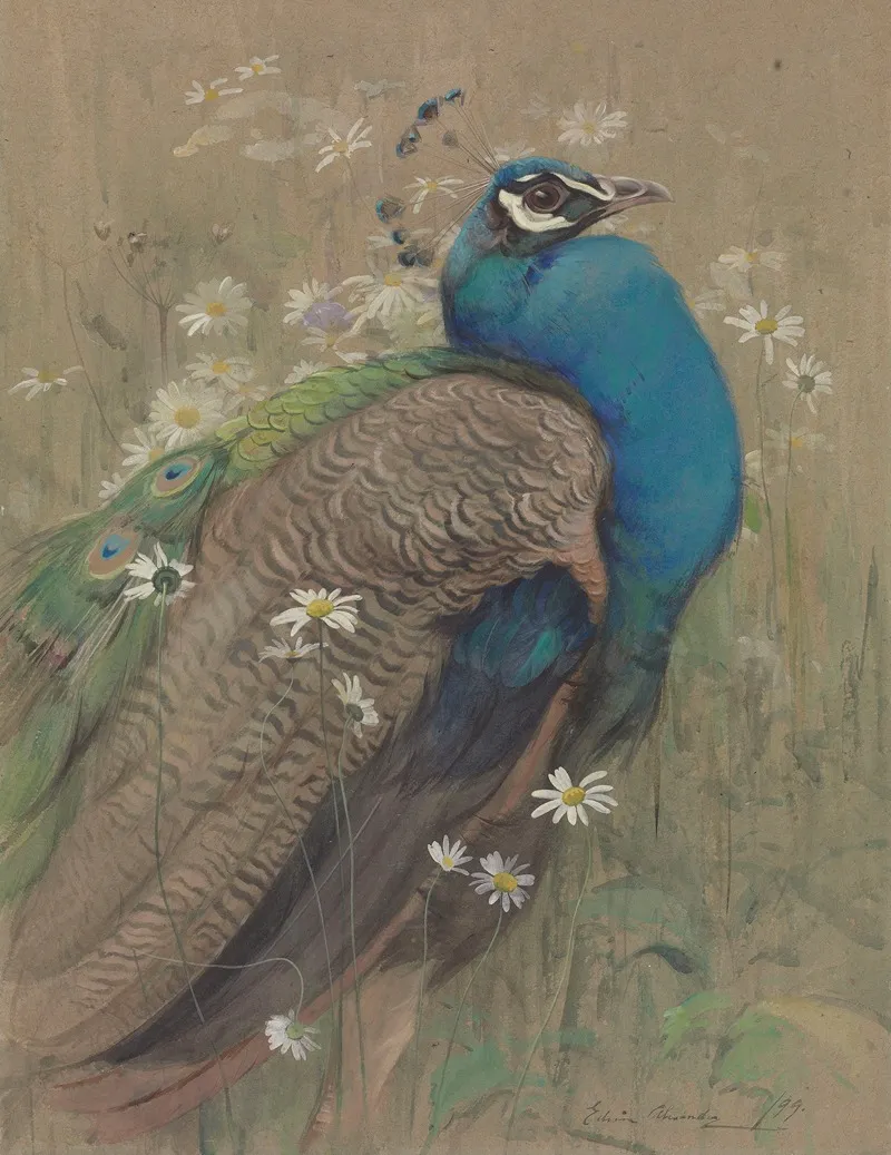 A Peacock And Marguerites Wall Art by Edwin John Alexander - High-Resolution Digital Print