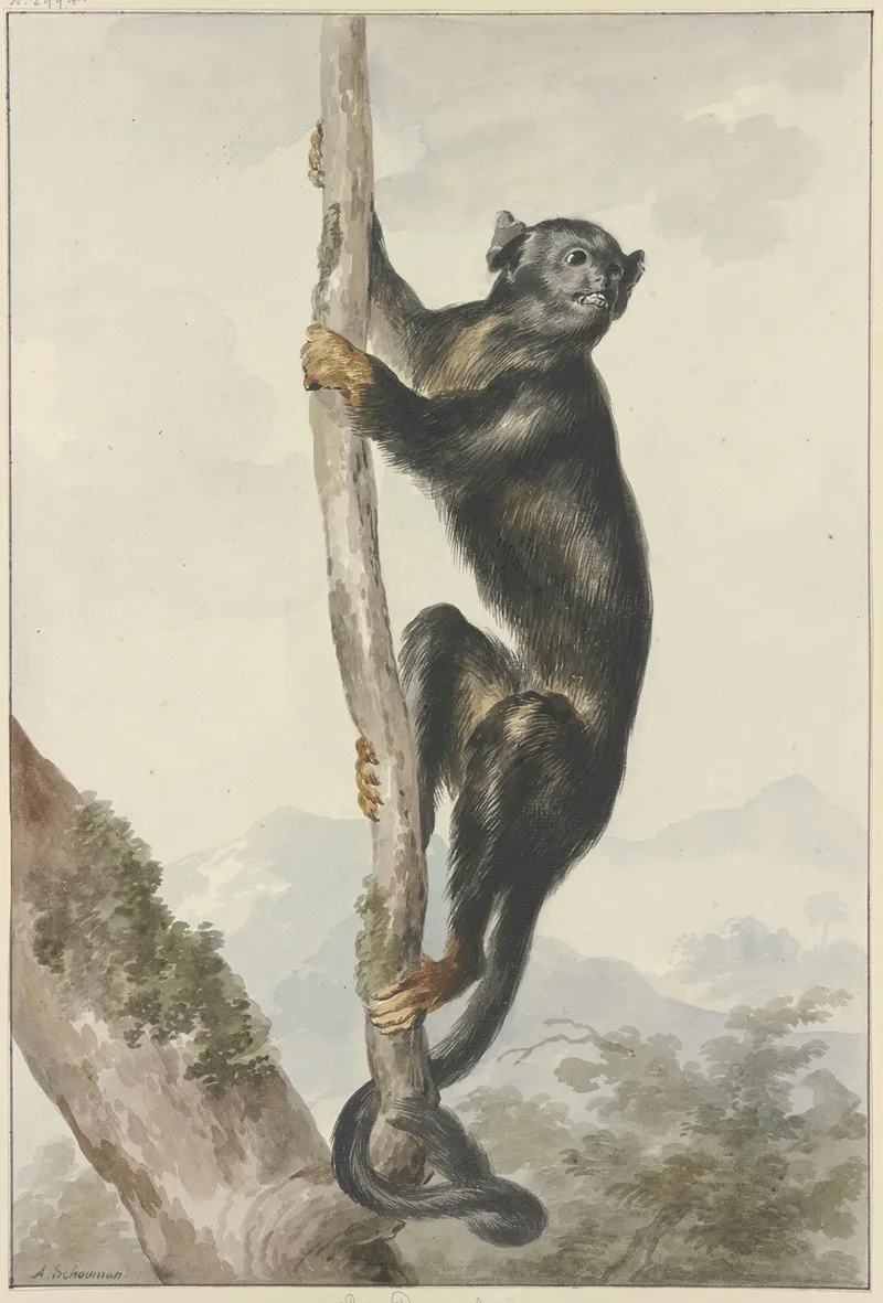 A Peruvian Spider Monkey Ateles Chamek 1759 Wall Art by Aert Schouman - High-Resolution Digital Print