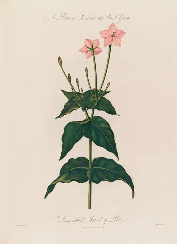 A Plate To Illustrate The Word Genus Long Tubed Marvel Of Peru Wall Art by Robert John Thornton - High-Resolution Digital Print