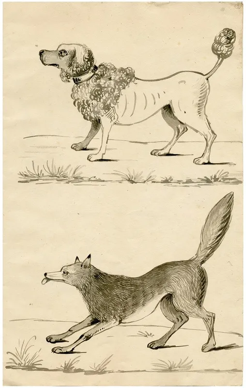 A Poodle And A Fox Leaf Of A Sketchbook