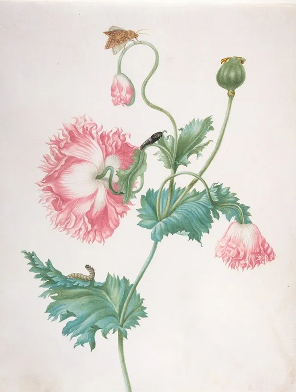 A Poppy In Three Stages Of Flowering With A Caterpillar Pupa And Butterfly Wall Art by Johanna Helena Graff - High-Resolution Digital Print