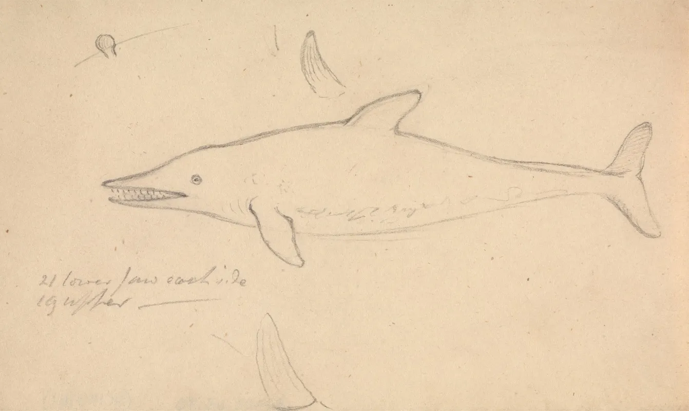 A Porpoise