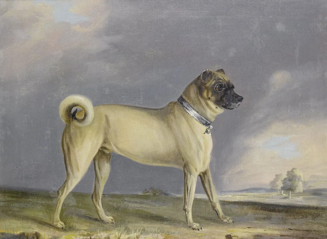 A Pug Dog Wall Art by Henry Bernard Chalon - High-Resolution Digital Print