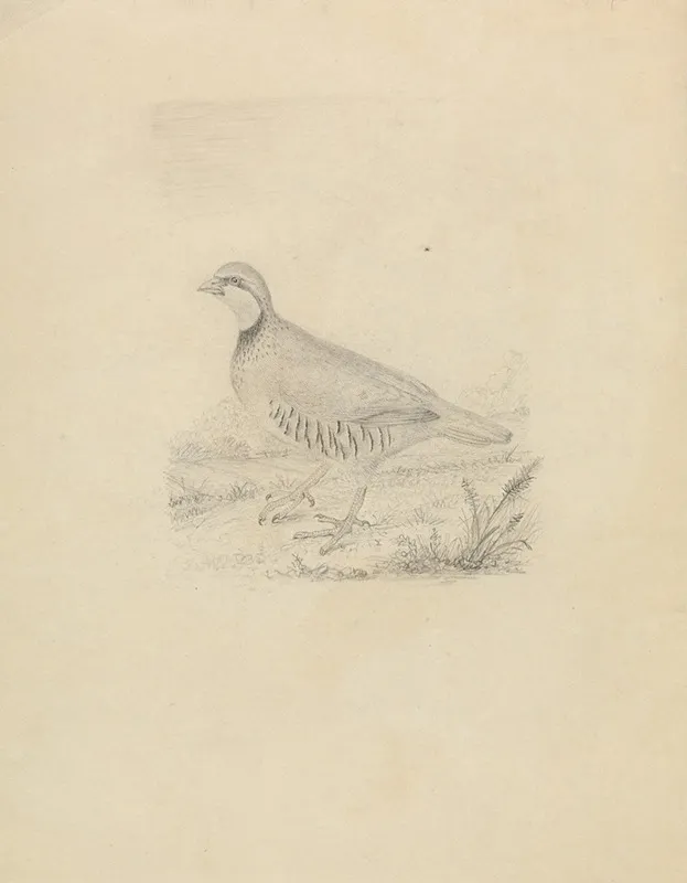 A Quail