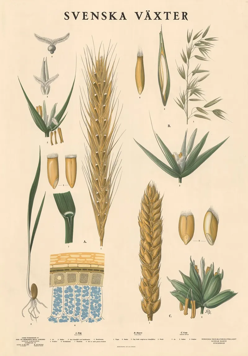 A Rag Secale Cereale B Havre Avena Sativa C Vete Triticum Sativum Wall Art by Max Richter - High-Resolution Digital Print