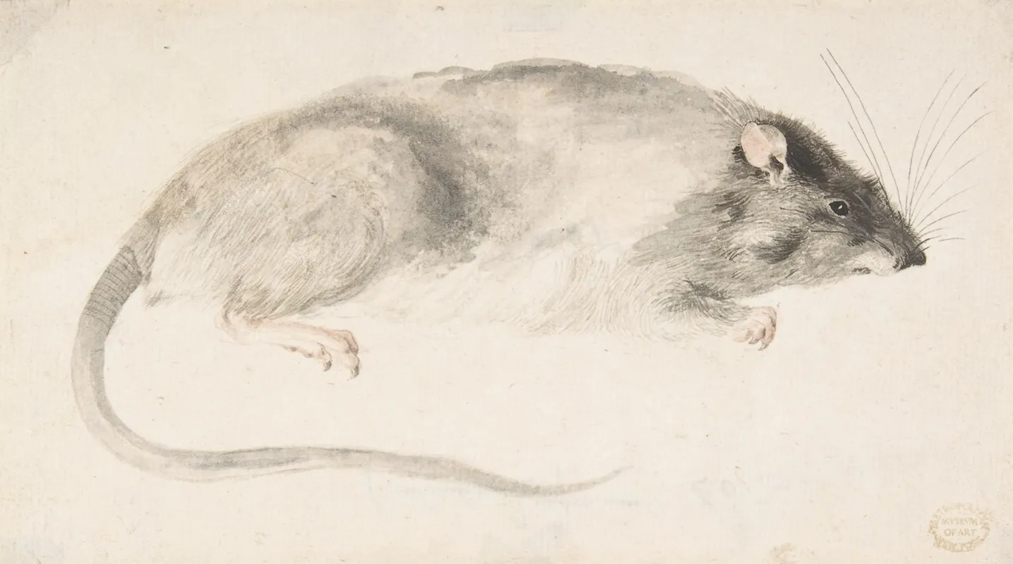 A Rat Seen In Profile Wall Art by Count Giorgio Durante - High-Resolution Digital Print