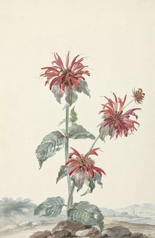 A Red Bergamot In A Landscape Wall Art by Aert Schouman - High-Resolution Digital Print