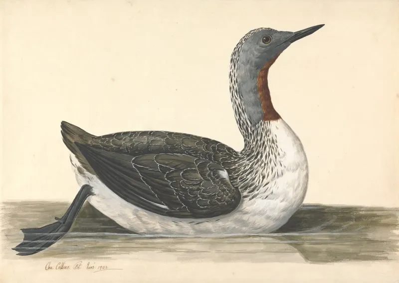 A Red Throated Diver June 1742 Wall Art by Charles Collins - High-Resolution Digital Print