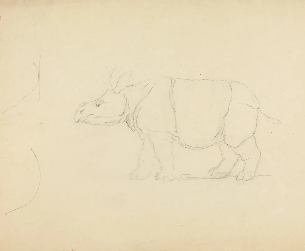 A Rhinoceros