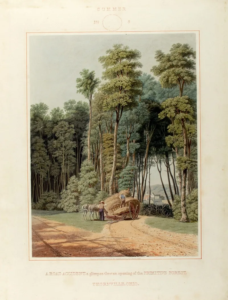 A Road Accident A Glimpse Thro An Opening Of The Primitive Forest