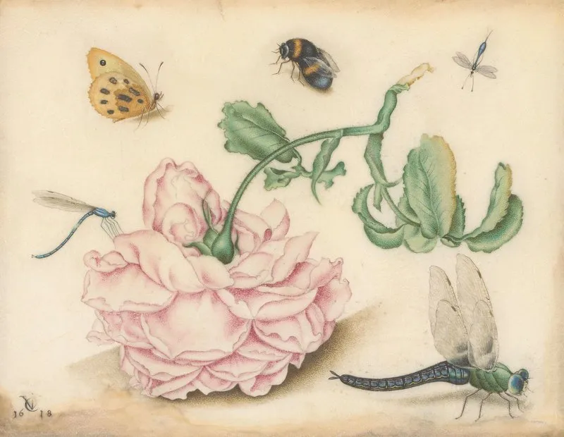 A Rose And Five Insects Wall Art by Christoffel van den Berghe - High-Resolution Digital Print