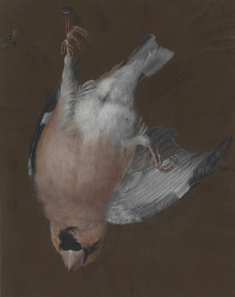 A Rose Breasted Finch Hanging From A Nail Wall Art by Barbara Regina Dietzsch - High-Resolution Digital Print