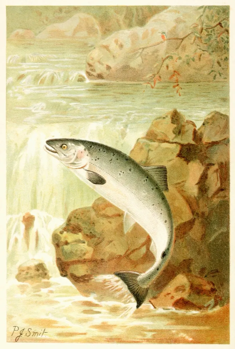 A Salmon Leap Wall Art by Pierre Jacques Smit - High-Resolution Digital Print