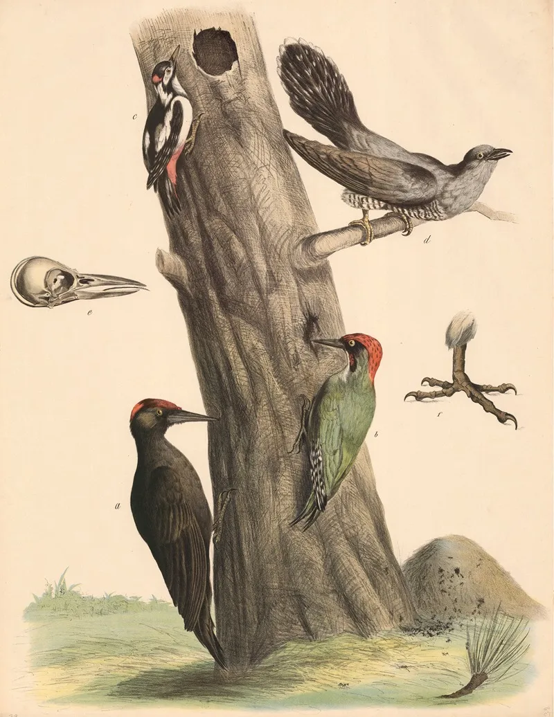 A Schwarzspecht Picus Martius B Grunspecht Picus Viridis C Buntspecht Picus Minor D Kuckuck Cuculu Wall Art by Franz Engleder - High-Resolution Digital Print