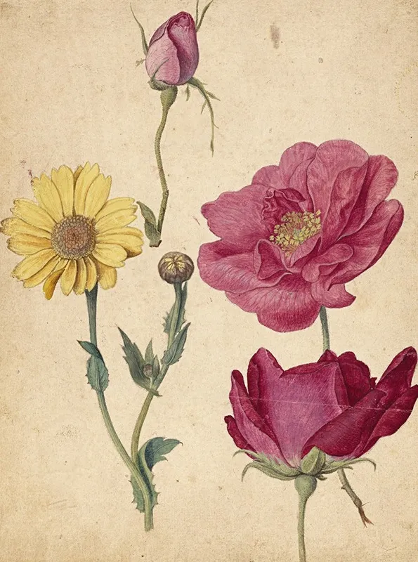 A Sheet Of Studies With French Roses And An Oxeye Daisy Wall Art by Jacques Le Moyne de Morgues - High-Resolution Digital Print
