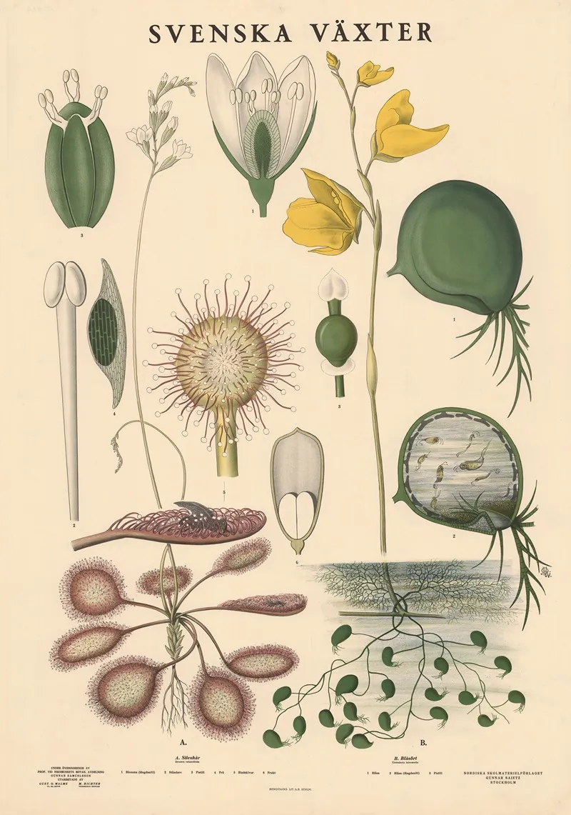 A Sileshar Drosera Rotundifolia B Blasort Utricularia Intermedia Wall Art by Max Richter - High-Resolution Digital Print