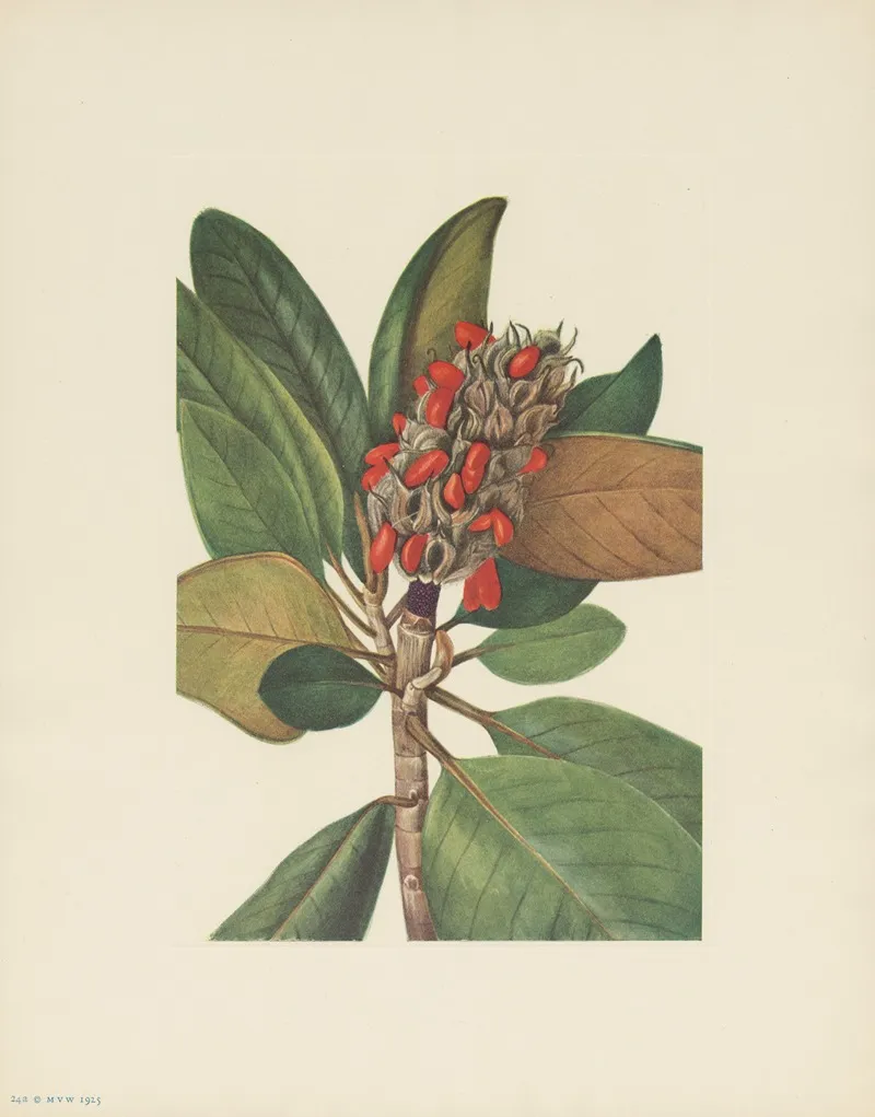A Southern Magnolia Fruit Magnolia Grandiflora