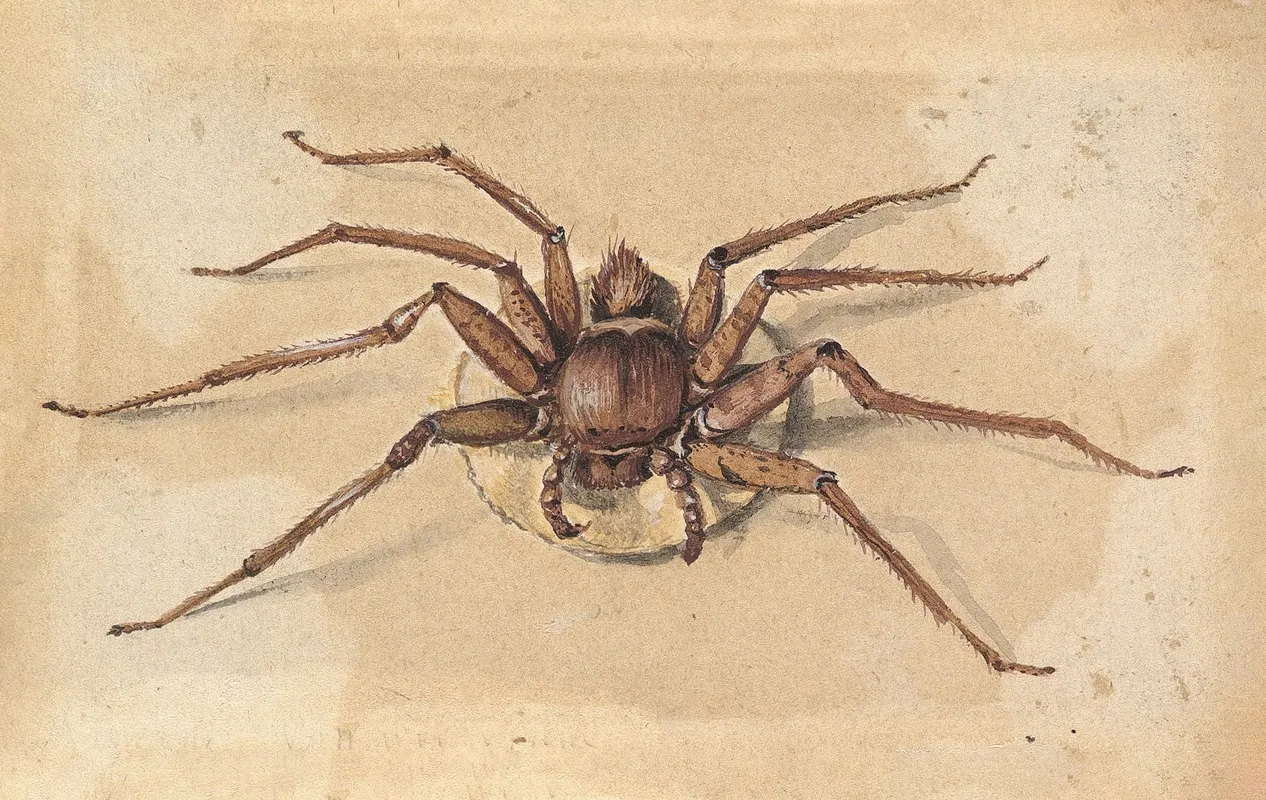 A Spider Wall Art by Jan Vincentsz van der Vinne - High-Resolution Digital Print