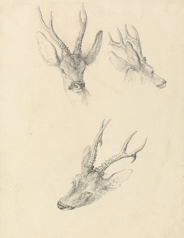 A Stags Head Three Studies