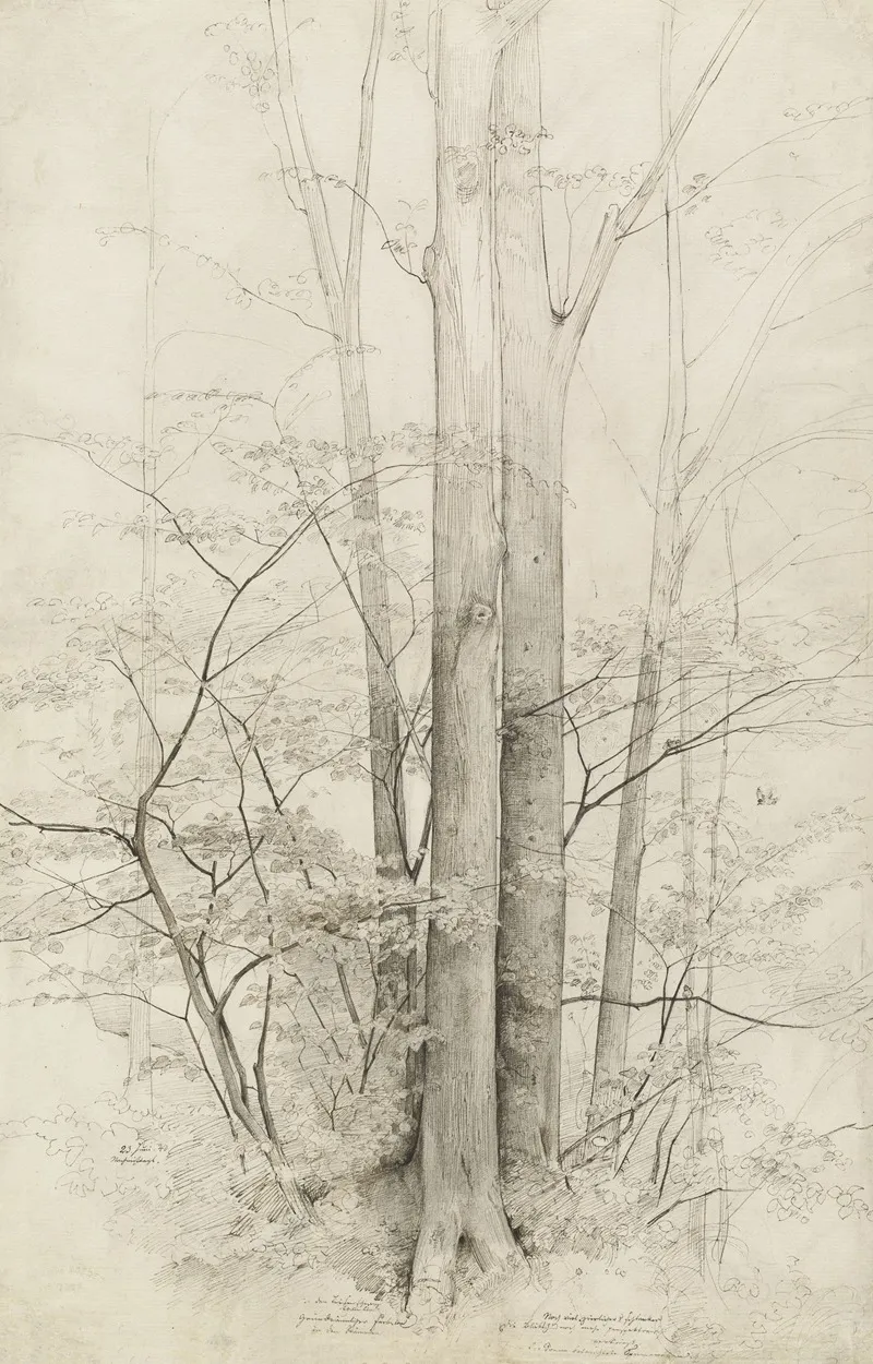 A Stand Of Trees Wall Art by Heinrich Dreber - High-Resolution Digital Print