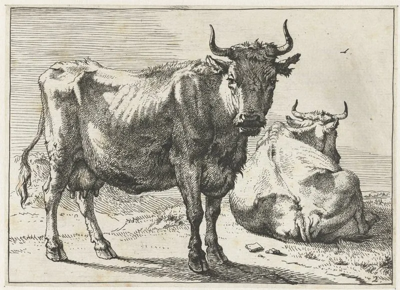 A Standing Cow And A Lying Cow