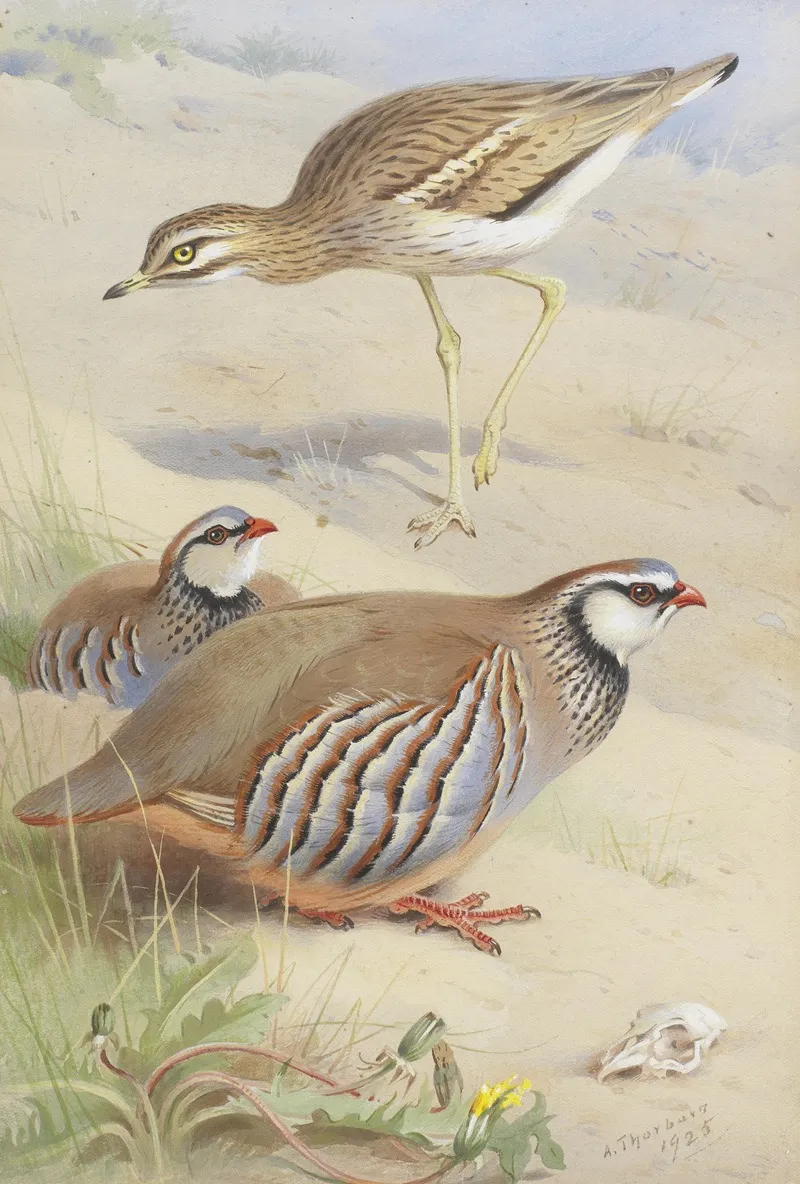 A Stone Curlew And A Pair Of French Partridge Wall Art by Archibald Thorburn - High-Resolution Digital Print