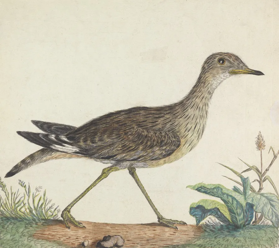 A Stone Curlew Wall Art by George Edwards - High-Resolution Digital Print