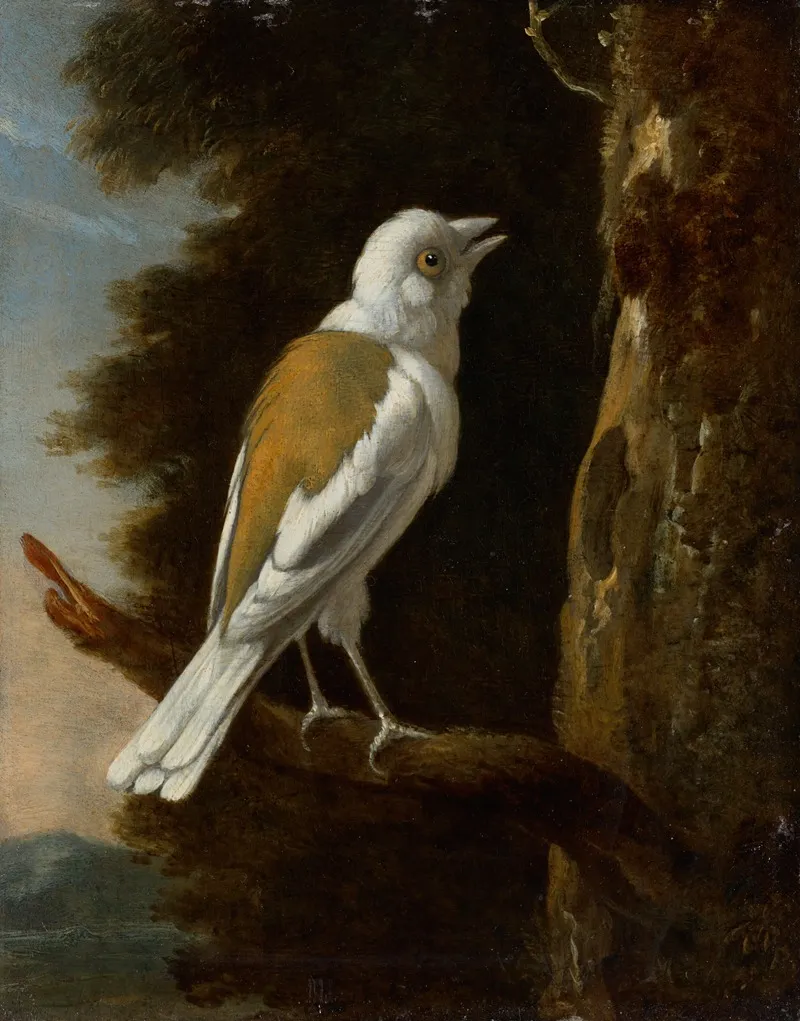A Study Of A Helmetshrike On A Branch Wall Art by Melchior d'Hondecoeter - High-Resolution Digital Print