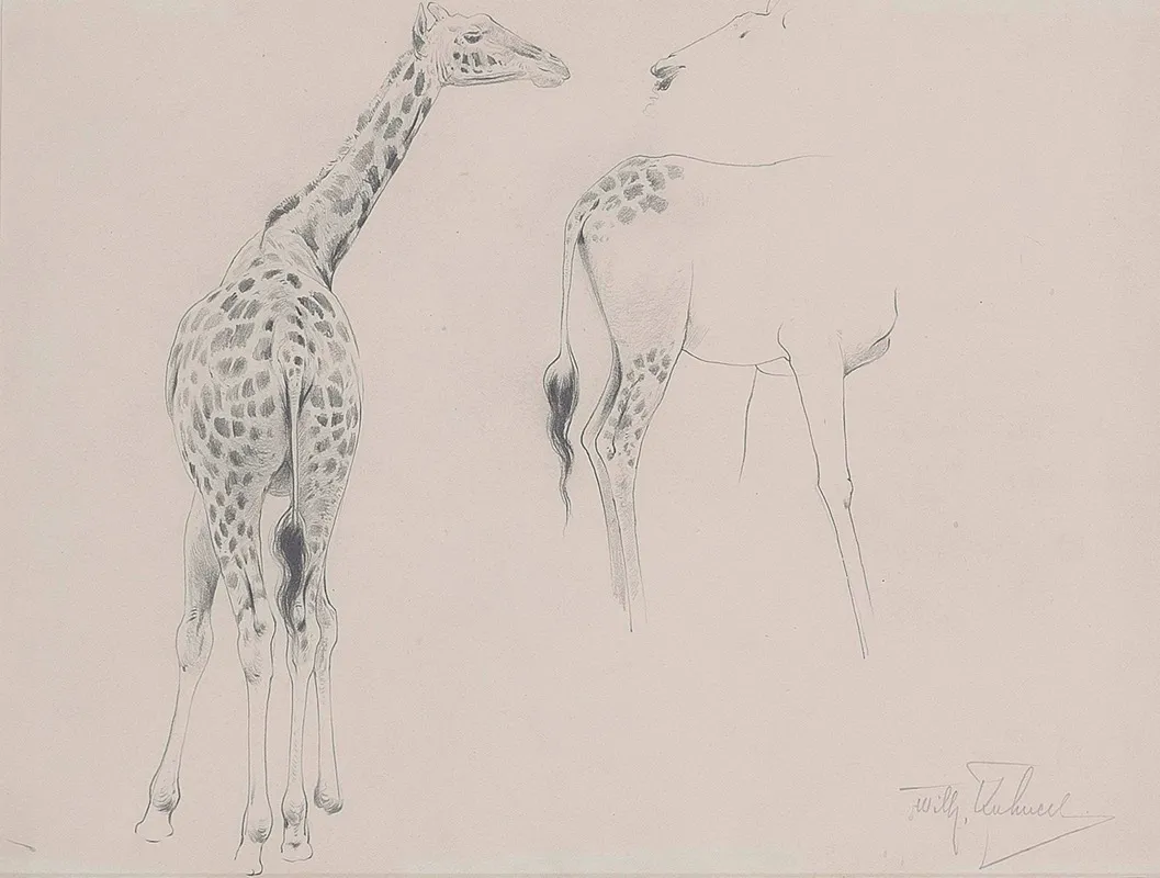 A Study Of Two Giraffes