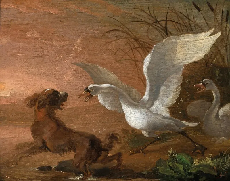 A Swan Attacking A Dog Wall Art by Abraham Hondius - High-Resolution Digital Print