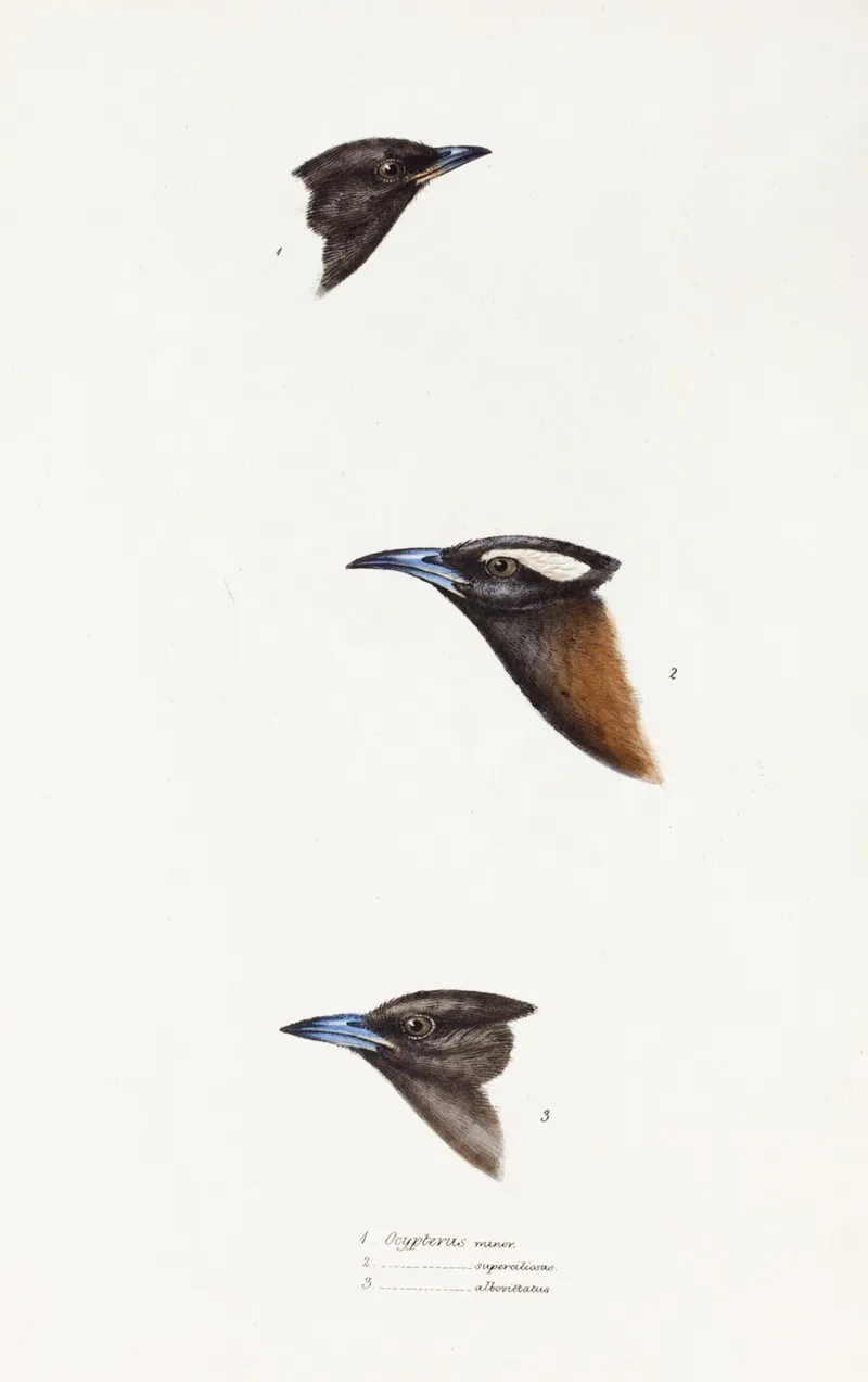 A Synopsis Of The Birds Of Australia And The Adjacent Islands Pl 01 Wall Art by Elizabeth Gould - High-Resolution Digital Print